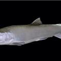 Dolly Varden reproduction Dolly Varden reproduction